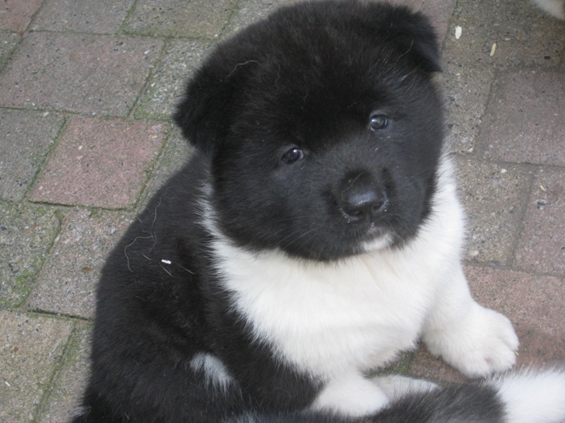 Puppies
